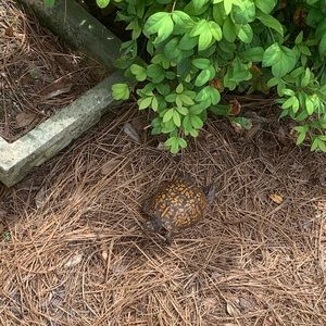 Meet your Posher, Bella